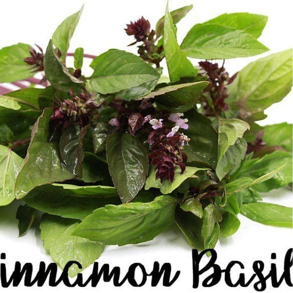 Basil Cinnamon Seeds D H Seed Harvest Co