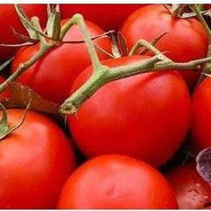 Tomato 'College Challenger' Seeds
