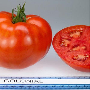 Tomato 'Colonial' Seeds