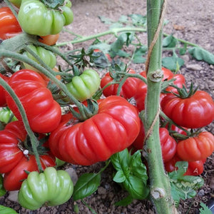 Tomato 'Costoluto Fiorentino' Seeds