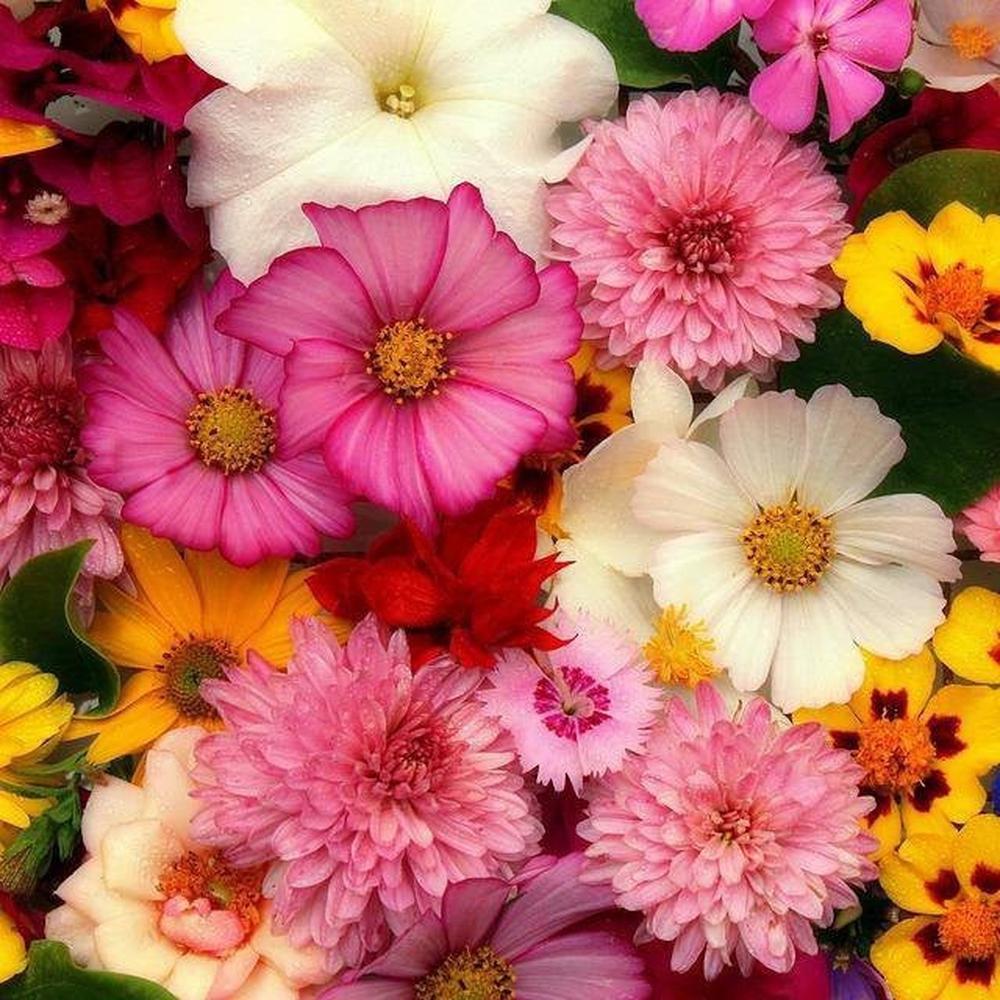 english cottage garden seed mix Grandma's Cottage Garden Seed Mix 30+ Varieties – D&H Seed Harvest Co