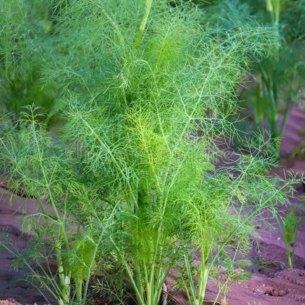 cumin seed plant Cumin 'Green' Seeds – D&H Seed Harvest Co