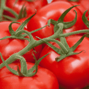 Tomato 'Daydream' Seeds