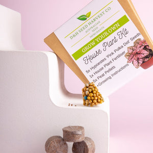 Hypoestes ‘Pink Polka Dot’ House Plant Kit | Seed Gift Box