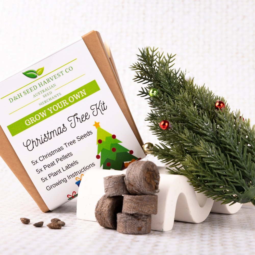 christmas tree plant seeds Christmas Tree Grow Your Own Kit