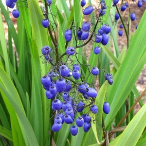 Dianella Caerulea 'Blue Bell Flax' Seeds