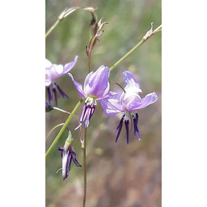 Dichopogon capillipes 'Purple Chocolate Lily' Seeds