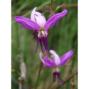 Dichopogon capillipes 'Purple Chocolate Lily' Seeds