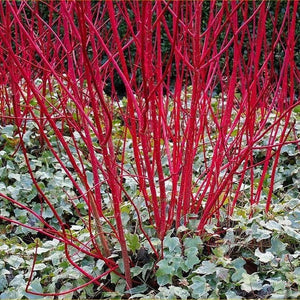 Cornus Alba Sibirca 'Red Dogwood' Seeds