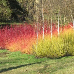 Cornus Alba Sibirca 'Red Dogwood' Seeds