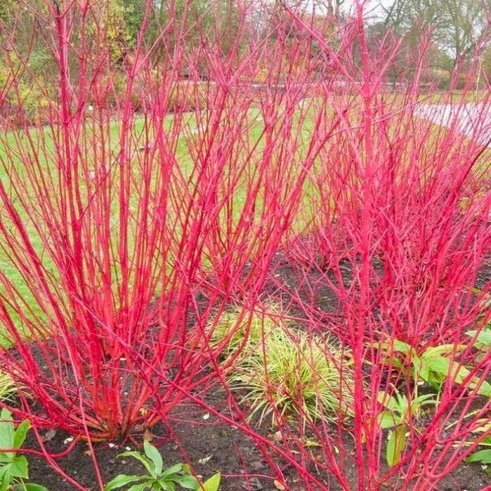 Interesting Plant: Red Stick Dogwood (Cornus alba 'Sibirica') – A  Gardener's Notebook