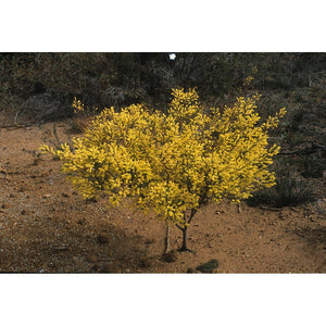 Acacia Drummondii ssp.candolleana 'Dwarf Drummonds Wattle' Seeds