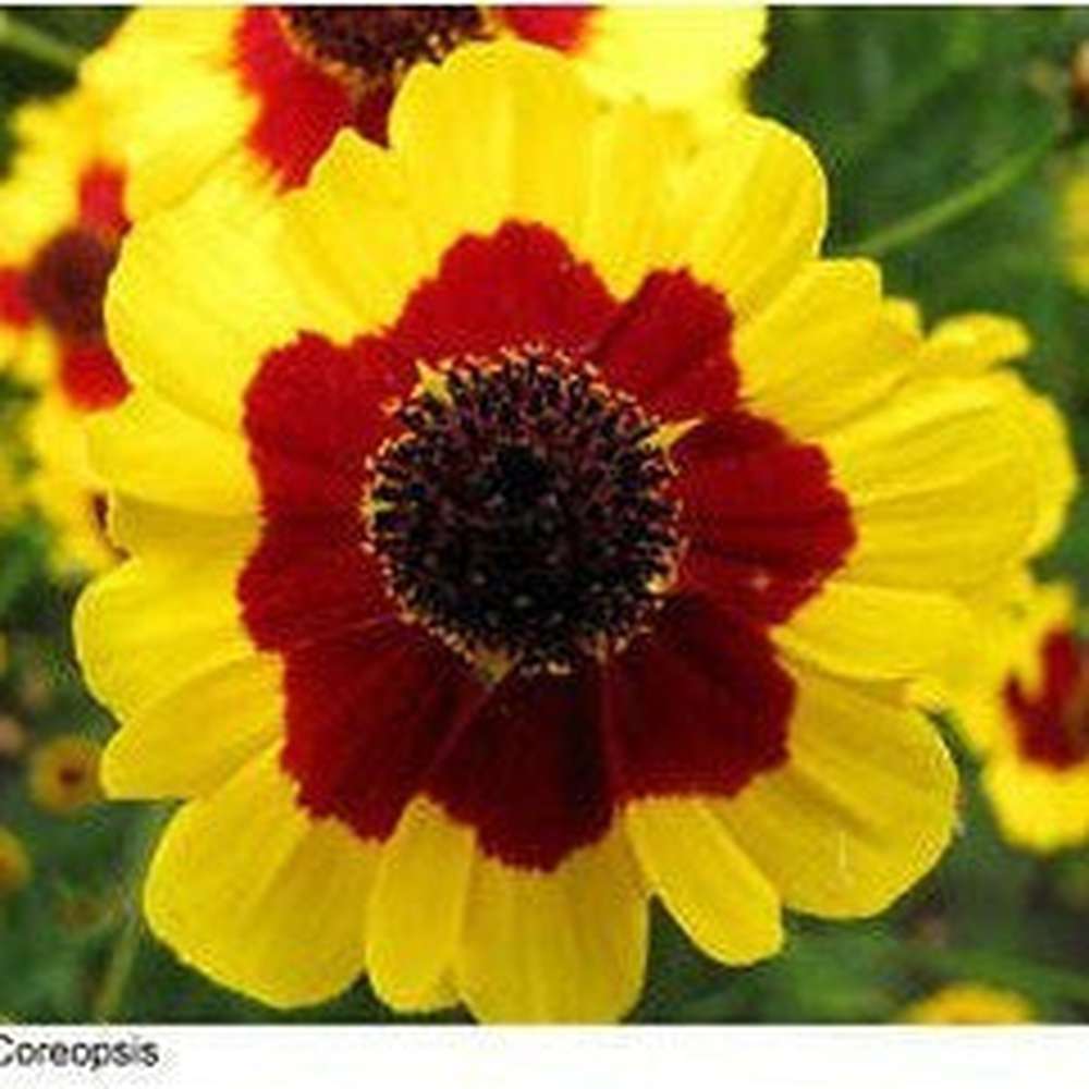 Coreopsis Dwarf Radiata Mix – D&H Seed Harvest Co