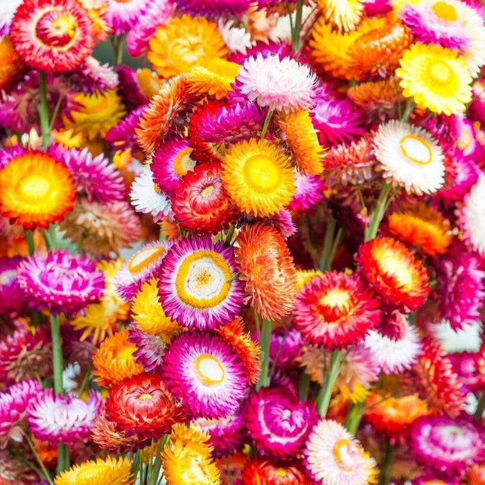 Everlasting Paper Daisy Strawflower 'Dwarf Tom Thumb Mix' Seeds