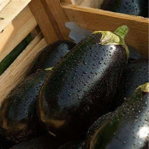 Eggplant 'Black Beauty' Seeds