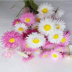 Rhodanthe Chlorocephala 'Pink & White Everlasting Paper Daisy'