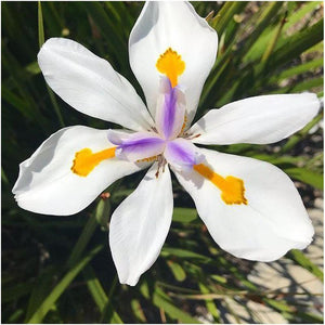 Dietes Grandiflora 'Fairy Iris' Seeds