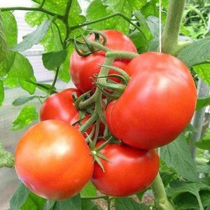 Tomato 'Feldners' Seeds