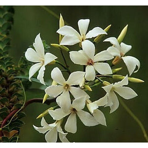 Billardiera floribunda 'White Flowers' Seeds