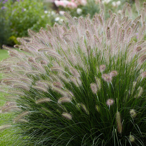 Pennisetum Alopecuroides 'Fountain Grass' Seeds