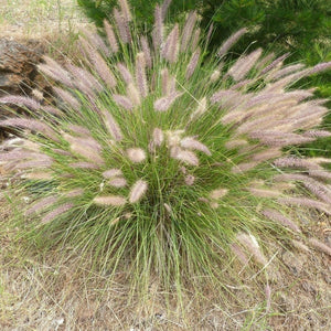 Pennisetum Alopecuroides 'Fountain Grass'