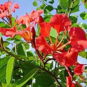 Bauhinia Galpinii 'Red Orchid Tree' Seed