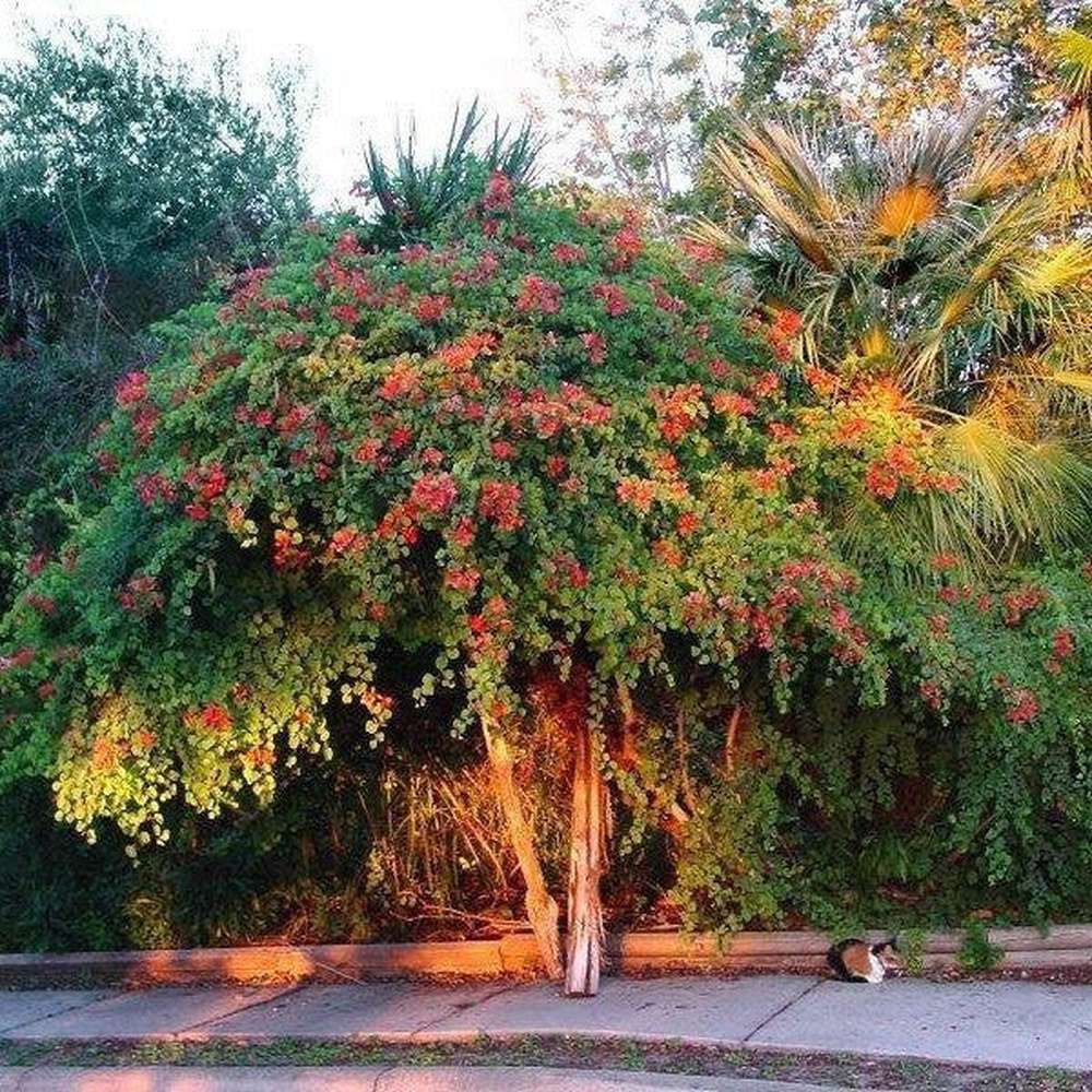 planting orchid tree seeds Bauhinia Galpinii 'Red Orchid Tree' Seed – D&H Seed Harvest Co
