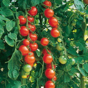 Tomato 'Gardener's Delight' Seeds