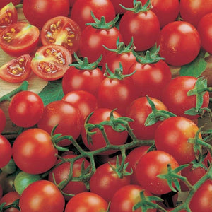 Tomato 'Gardener's Delight' Seeds