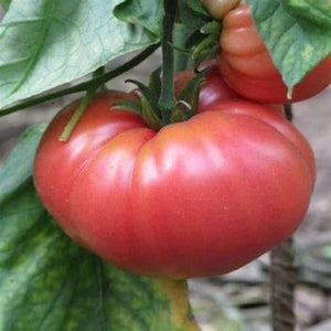 Tomato 'German Johnson' Seeds