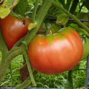 Tomato 'German Johnson' Seeds