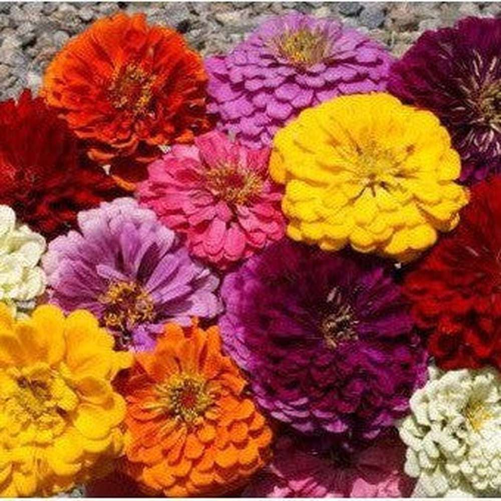 giant hybrid mix dahlia seed Zinnia 'Giant Dahlia Mix' Seeds – D&H Seed Harvest Co
