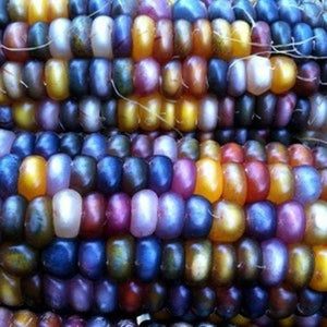 Corn 'Glass Gem' Seeds