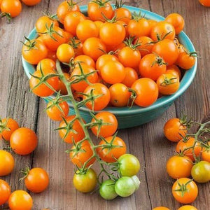 Tomato 'Gold Nugget' Seeds