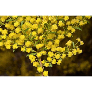 Acacia Acinacea 'Gold Dust Wattle' Seeds