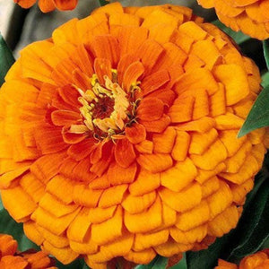 Zinnia 'Golden State Orange' Seeds