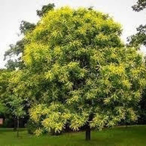 Golden Rain Tree - Koelruteria Paniculata s/c