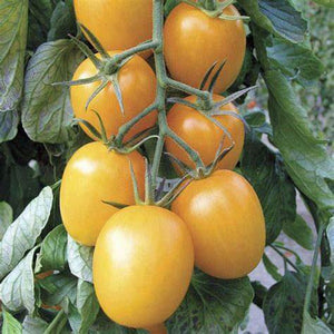 Tomato 'Golden Roma' Seeds