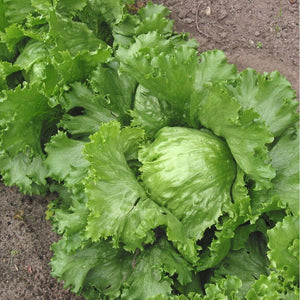 Lettuce 'Great Lakes' Seeds