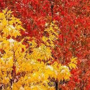 Fraxinus Pennsylvanica 'Green Ash Tree' Seeds