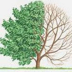Fraxinus Pennsylvanica 'Green Ash Tree' Seeds