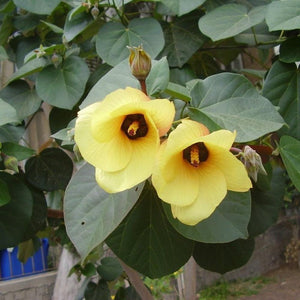 Hibiscus Tileaceus 'Beach Hibiscus' Seeds