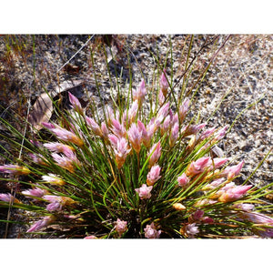 Johnsonia lupulina 'Hooded Lily' Seeds