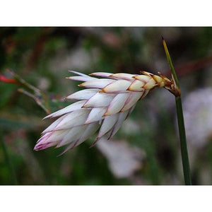 Johnsonia lupulina 'Hooded Lily' Seeds
