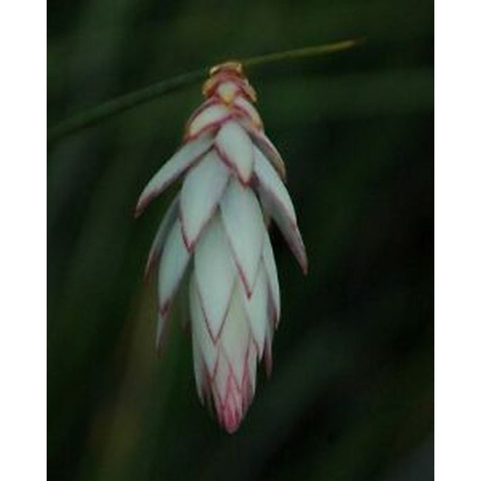 Johnsonia lupulina 'Hooded Lily' Seeds