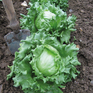 Lettuce 'Iceberg' Seeds
