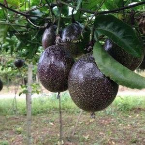 Passiflora Edulis 'Black Passionfruit' Seeds