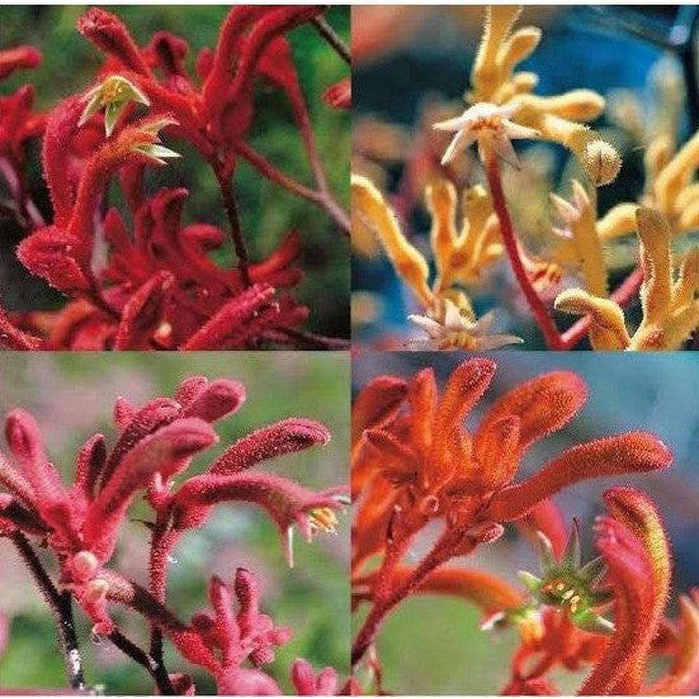 kangaroo paw plant seeds Kangaroo Paw 'Mixed Colours Seed Pack' – D&H Seed Harvest Co