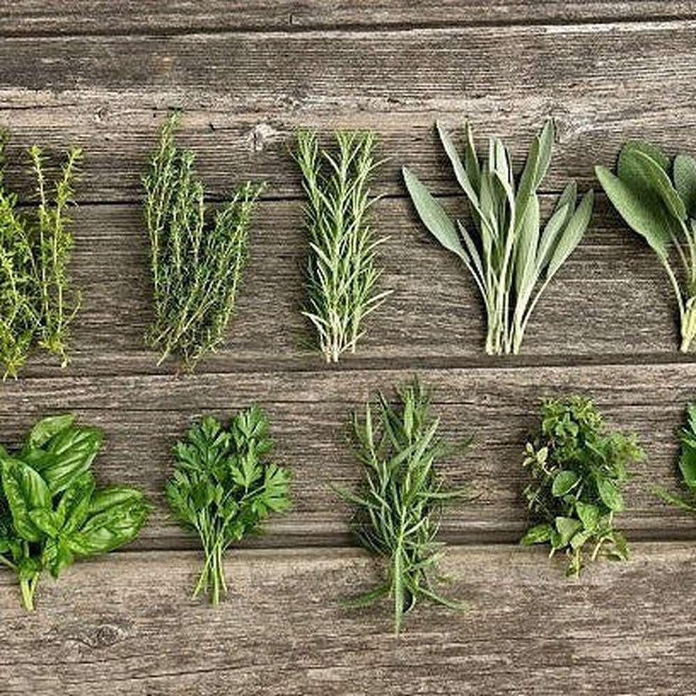 Herb Garden Starter Bulk Pack 10x Individual Seed Packets D H Seed Herb garden starter bulk pack 10x individual seed packets d h seed