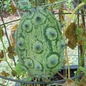 Melon ‘African Horned’